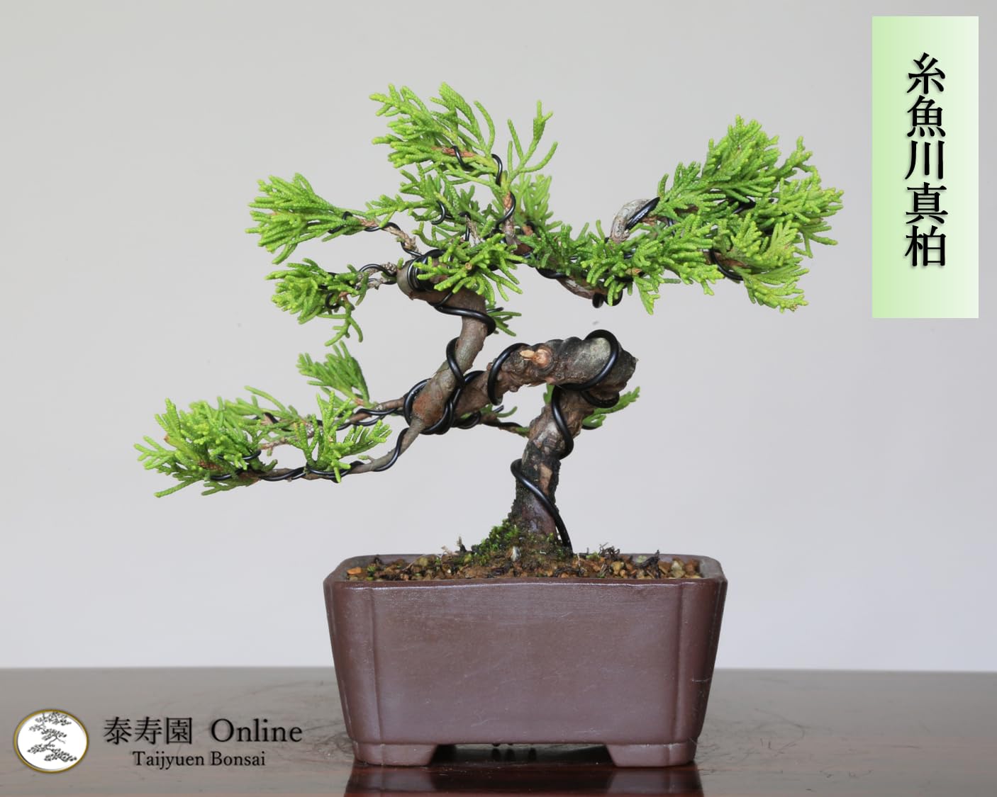 Amazon.co.jp: 【泰寿園 Online】 糸魚川真柏 小品盆栽 現品 一点物 真